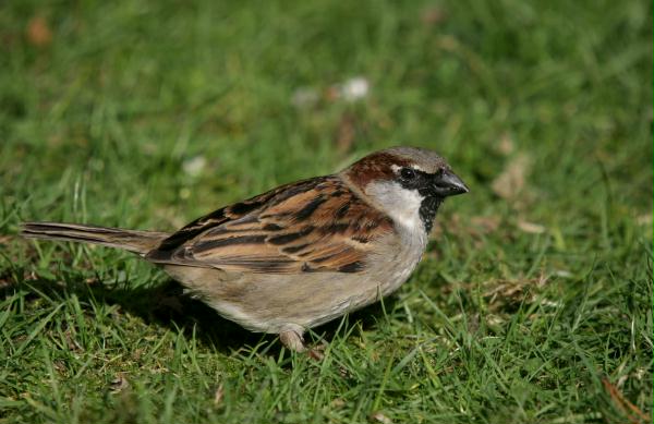House Sparrow <i>Passer domesticus</i>