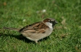 House Sparrow