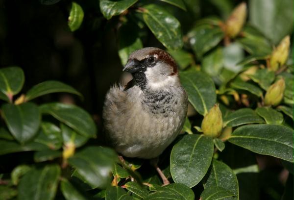 House Sparrow <i>Passer domesticus</i>
