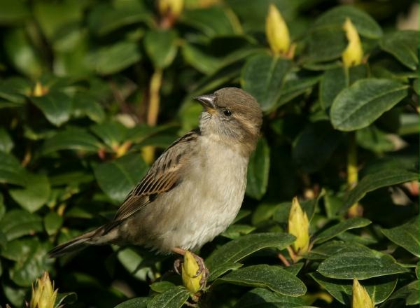House Sparrow <i>Passer domesticus</i>