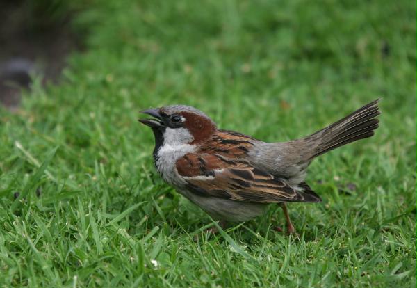 House Sparrow <i>Passer domesticus</i>