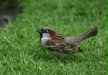 House Sparrow