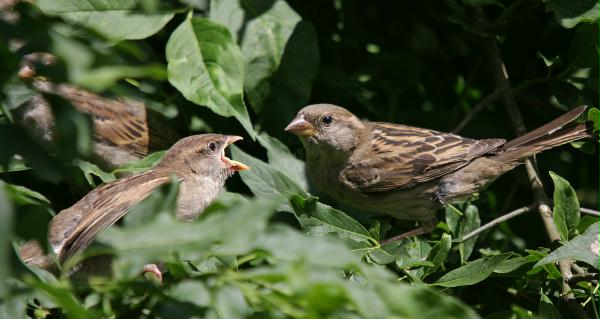 House Sparrow <i>Passer domesticus</i>