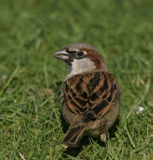 House Sparrow <i>Passer domesticus</i>