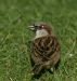 House Sparrow