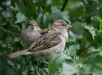 House Sparrow