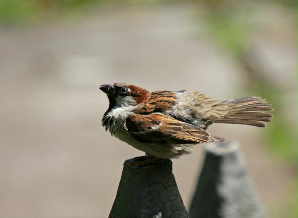 House Sparrow <i>Passer domesticus</i>