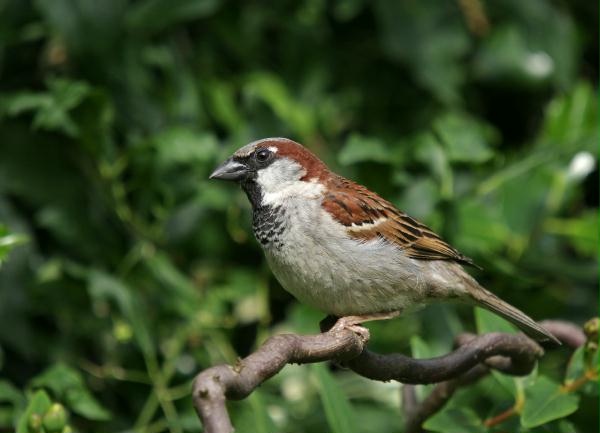 House Sparrow <i>Passer domesticus</i>