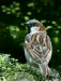 House Sparrow