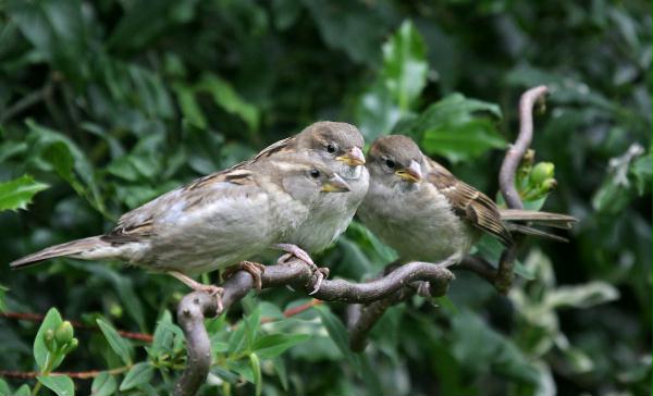 House Sparrow <i>Passer domesticus</i>