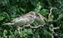 House Sparrow
