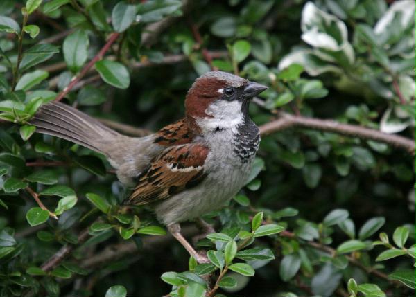 House Sparrow <i>Passer domesticus</i>