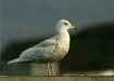 Iceland Gull