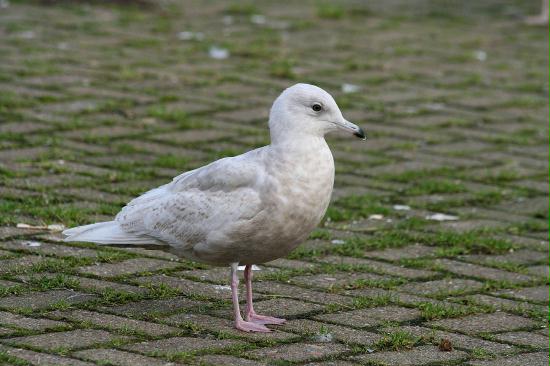 Iceland Gull <i>Larus glaucoides</i>