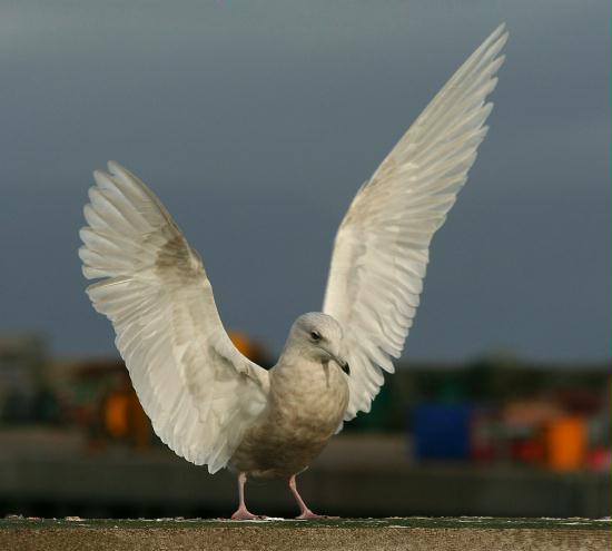 Iceland Gull <i>Larus glaucoides</i>