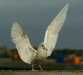 Iceland Gull