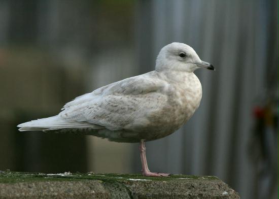 Iceland Gull <i>Larus glaucoides</i>