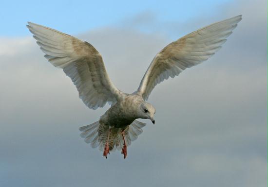 Iceland Gull <i>Larus glaucoides</i>
