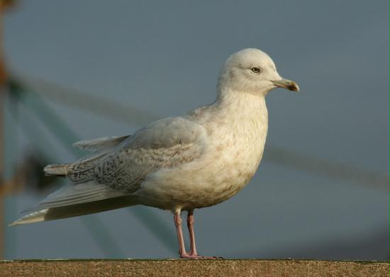 Iceland Gull <i>Larus glaucoides</i>