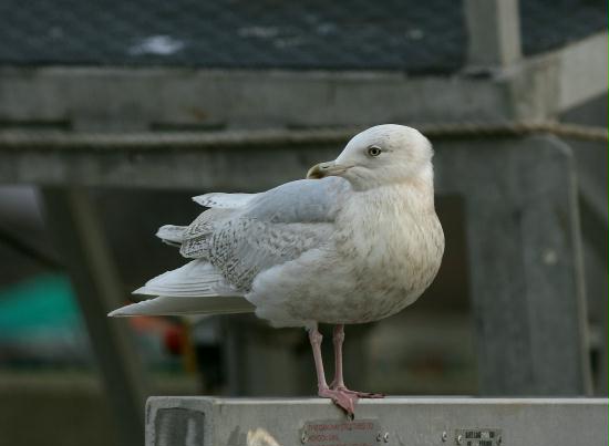 Iceland Gull <i>Larus glaucoides</i>