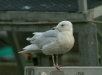 Iceland Gull