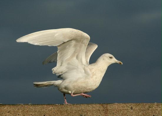 Iceland Gull <i>Larus glaucoides</i>