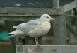 Iceland Gull