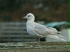 Iceland Gull