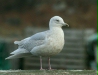 Iceland Gull