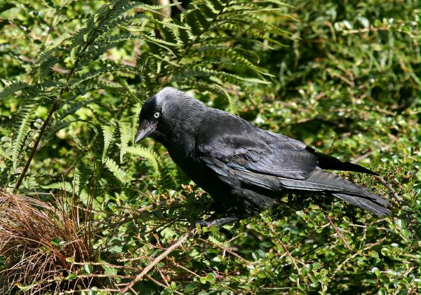 Jackdaw <i>Corvus monedula</i>