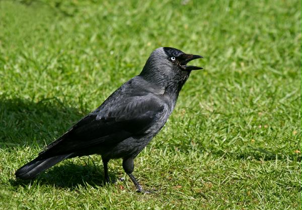 Jackdaw <i>Corvus monedula</i>