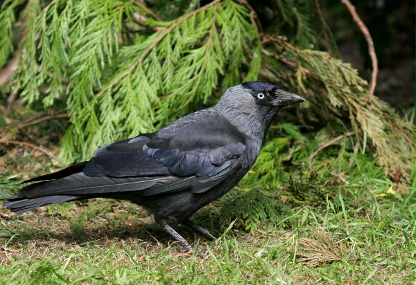 Jackdaw <i>Corvus monedula</i>