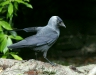 Jackdaw