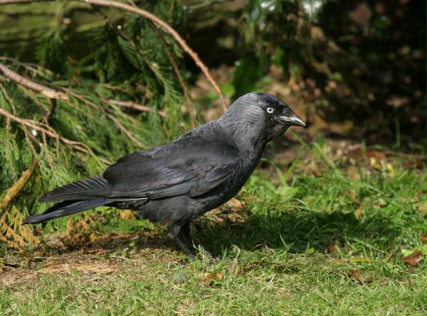 Jackdaw <i>Corvus monedula</i>