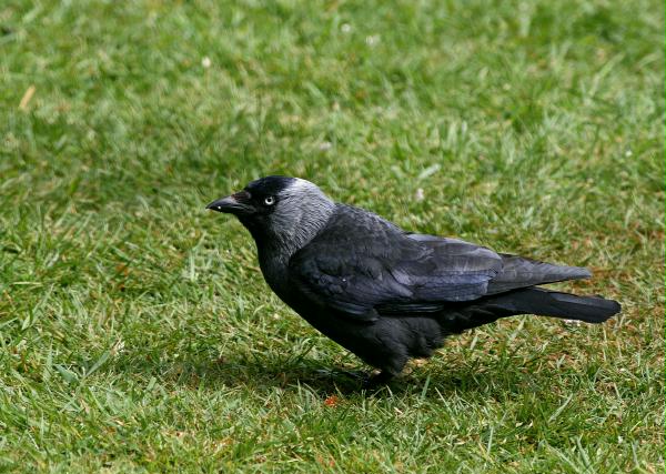 Jackdaw <i>Corvus monedula</i>