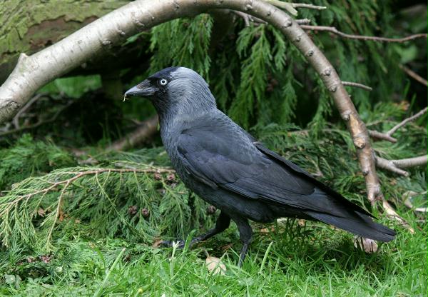 Jackdaw <i>Corvus monedula</i>