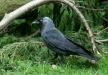 Jackdaw