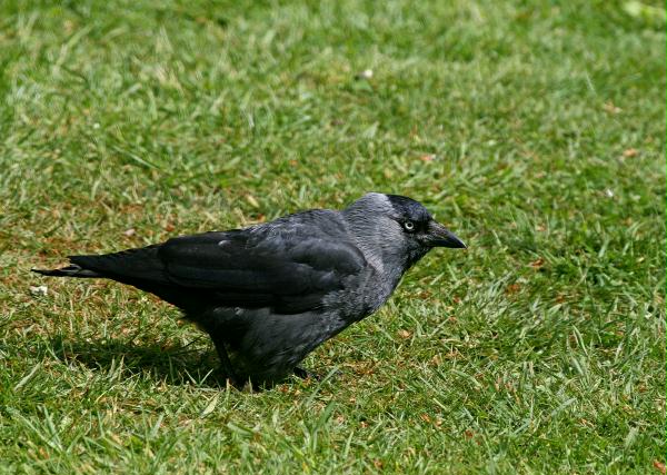 Jackdaw <i>Corvus monedula</i>