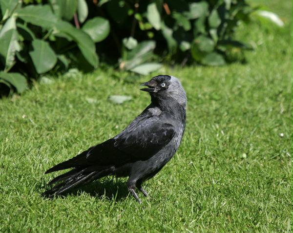 Jackdaw <i>Corvus monedula</i>