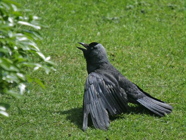 Jackdaw <i>Corvus monedula</i>