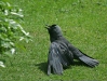 Jackdaw