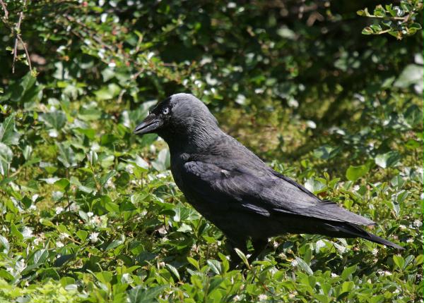 Jackdaw <i>Corvus monedula</i>