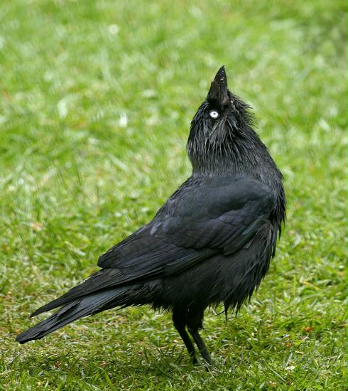 Jackdaw <i>Corvus monedula</i>