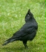 Jackdaw
