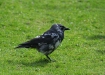 Jackdaw