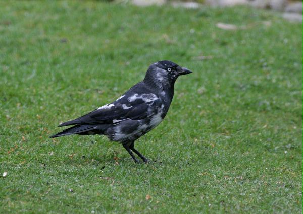 Jackdaw <i>Corvus monedula</i>