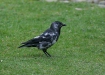 Jackdaw
