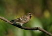 Lesser Redpoll