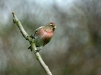 Lesser Redpoll