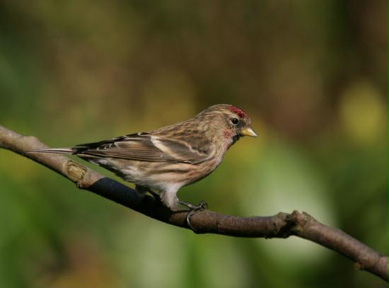 Lesser Redpoll <i>Carduelis cabaret</i>